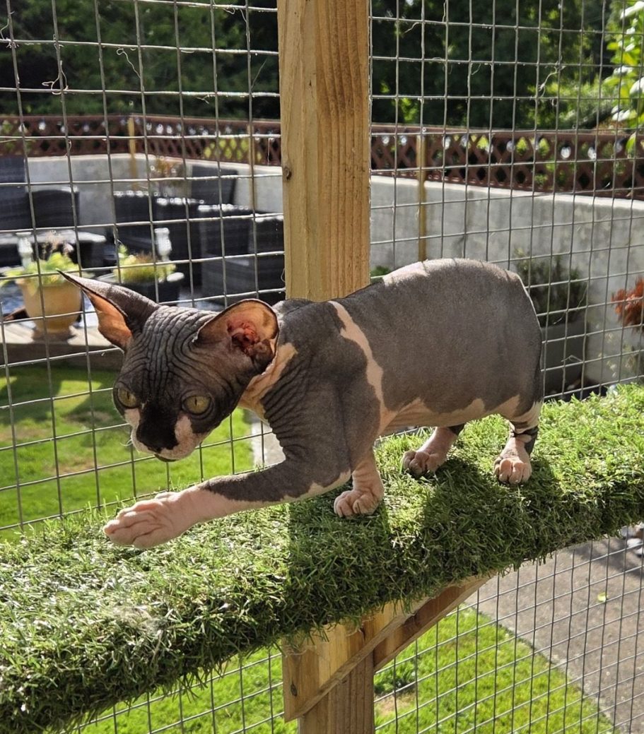 RiviaSphynx Cat Exploring Outdoor Enclosure Canadian Sphynx cat exploring a raised grass-covered platform in a secure outdoor enclosure