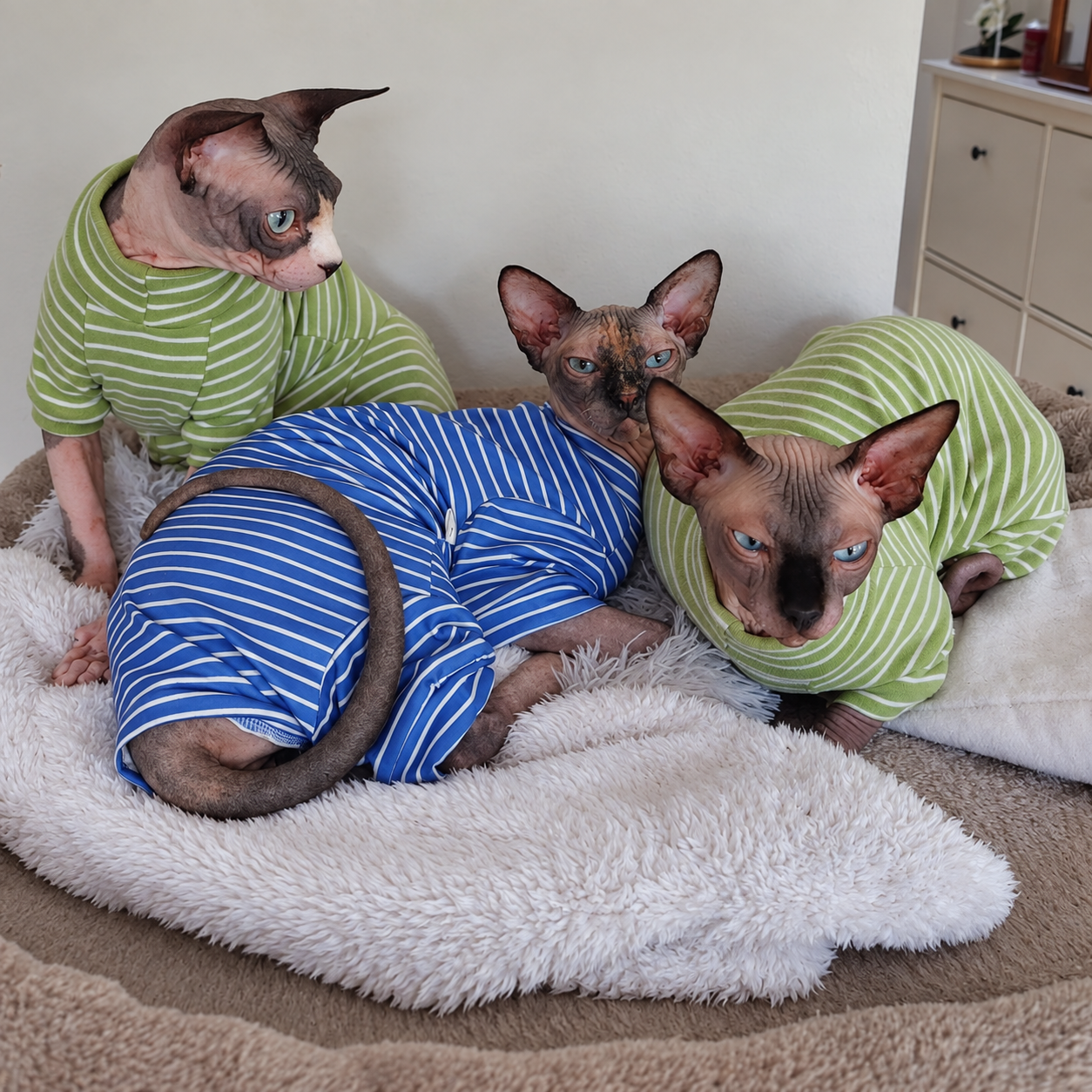 RiviaSphynx Cats in Striped Outfits Three Canadian Sphynx cats relaxing together in green and blue striped outfits