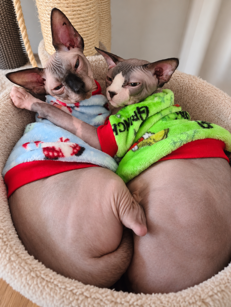 RiviaSphynx Cats Cuddling Together Two Canadian Sphynx cats cuddling together in a cosy bed wearing colourful outfits